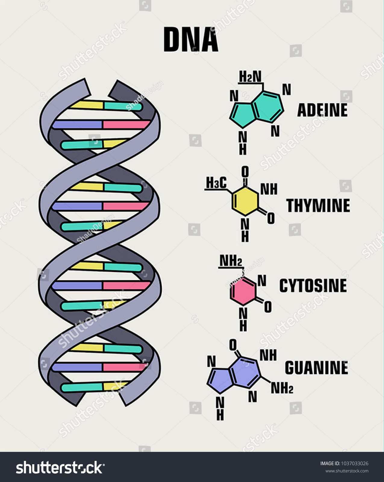 Icon Structure Dna Molecule Spiral Deoxyribonucleic Stock Vector