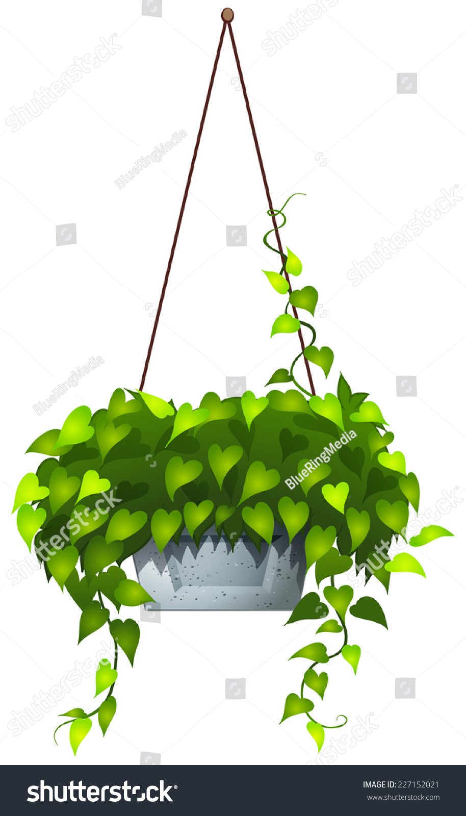 Illustration Of A Hanging Plant On A White Background - 227152021