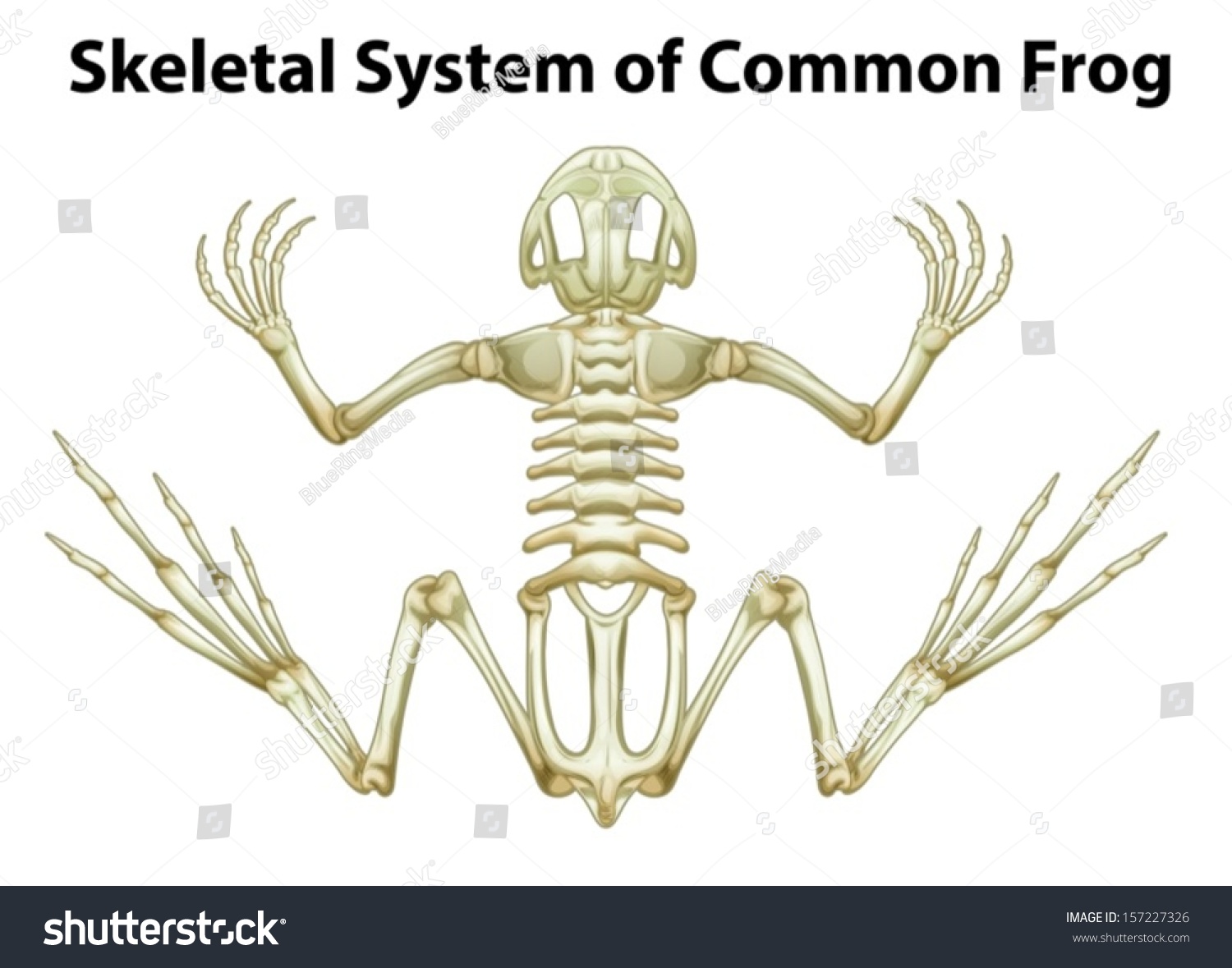 Illustration Skeletal System Common Frog On Stock Vector 157227326