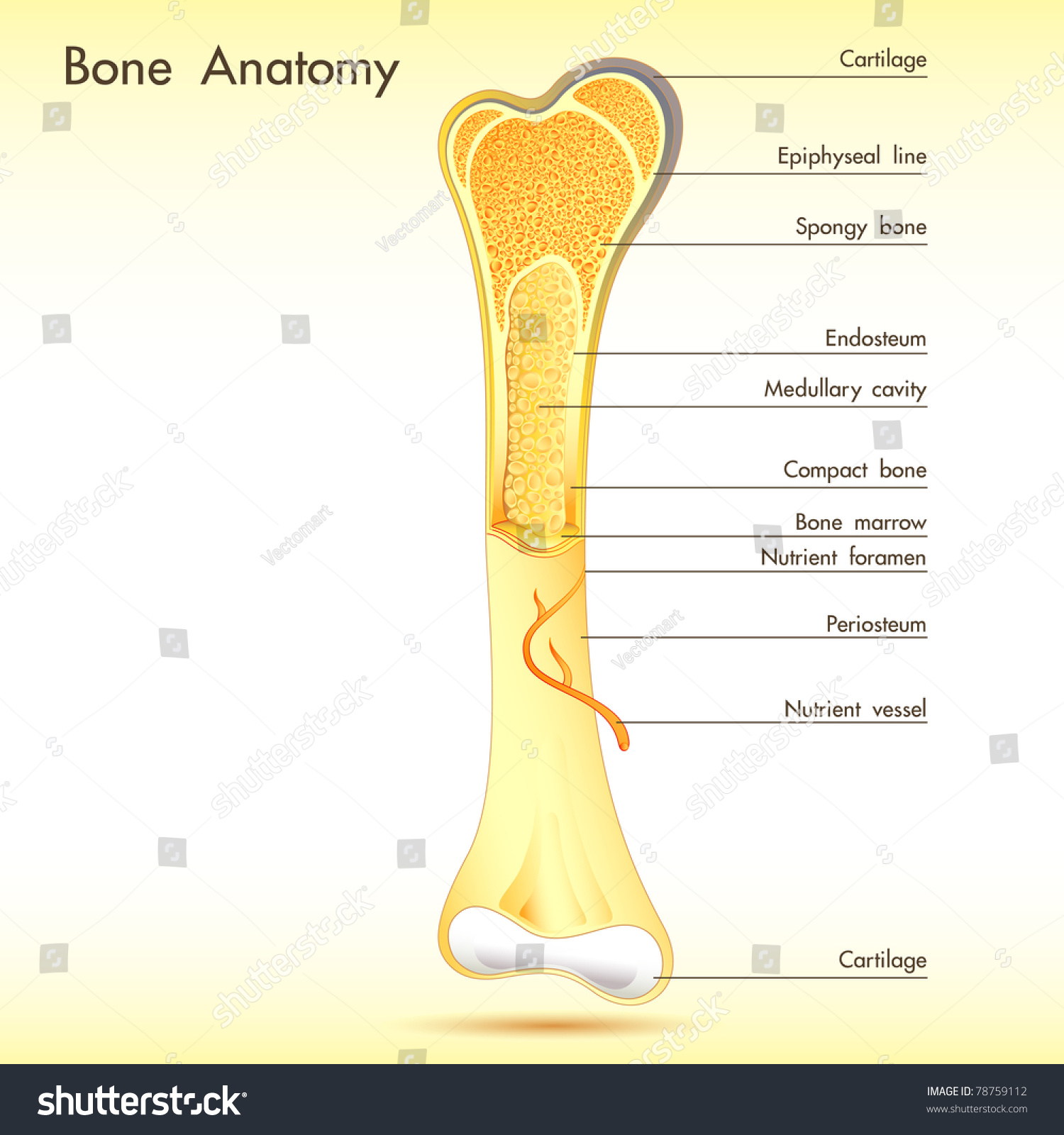 illustration-of-anatomy-of-bone-with-label-on-abstract-background