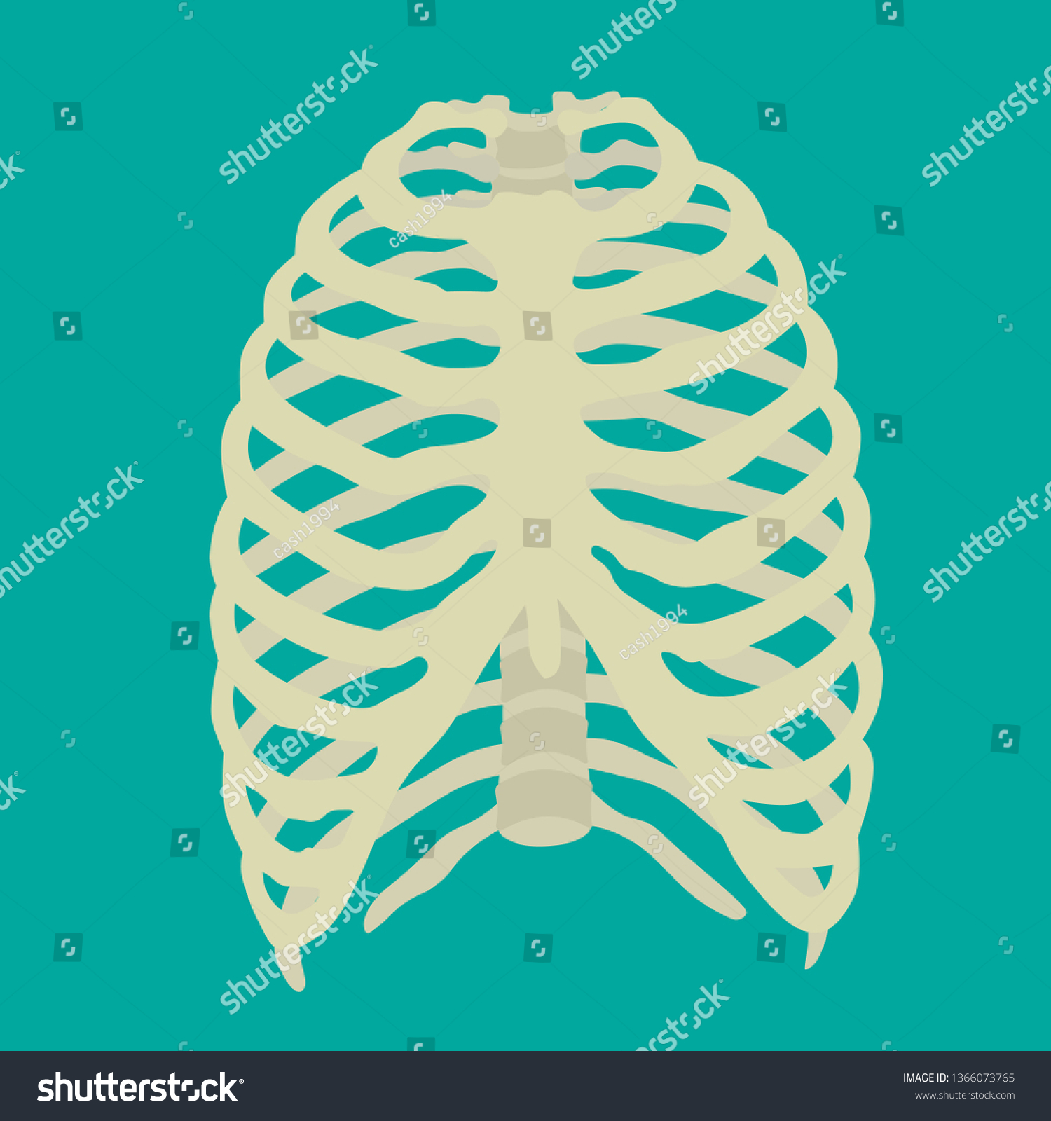 Illustration Human Rib Cage Cartoon Art Stock Vector Royalty Free Shutterstock