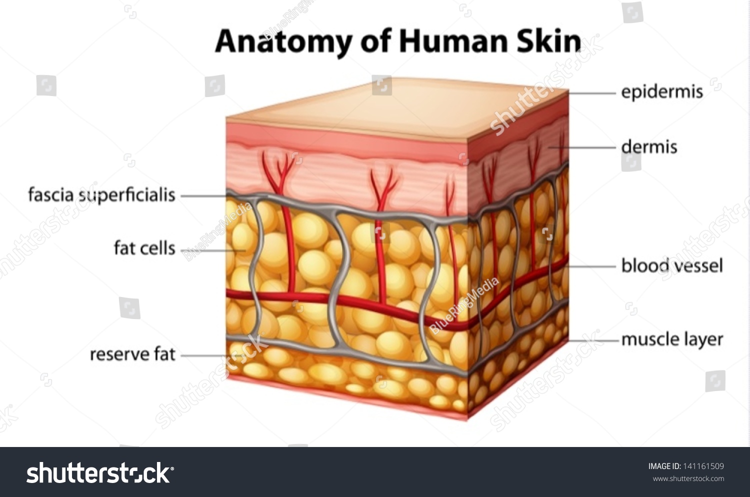 human skin clipart - photo #18