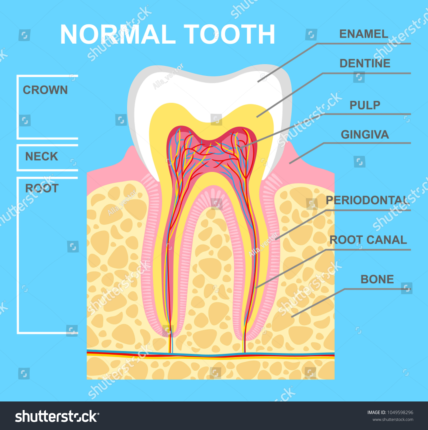 Vektor Stok Illustration Human Tooth Diagram Tooth Structure Tanpa