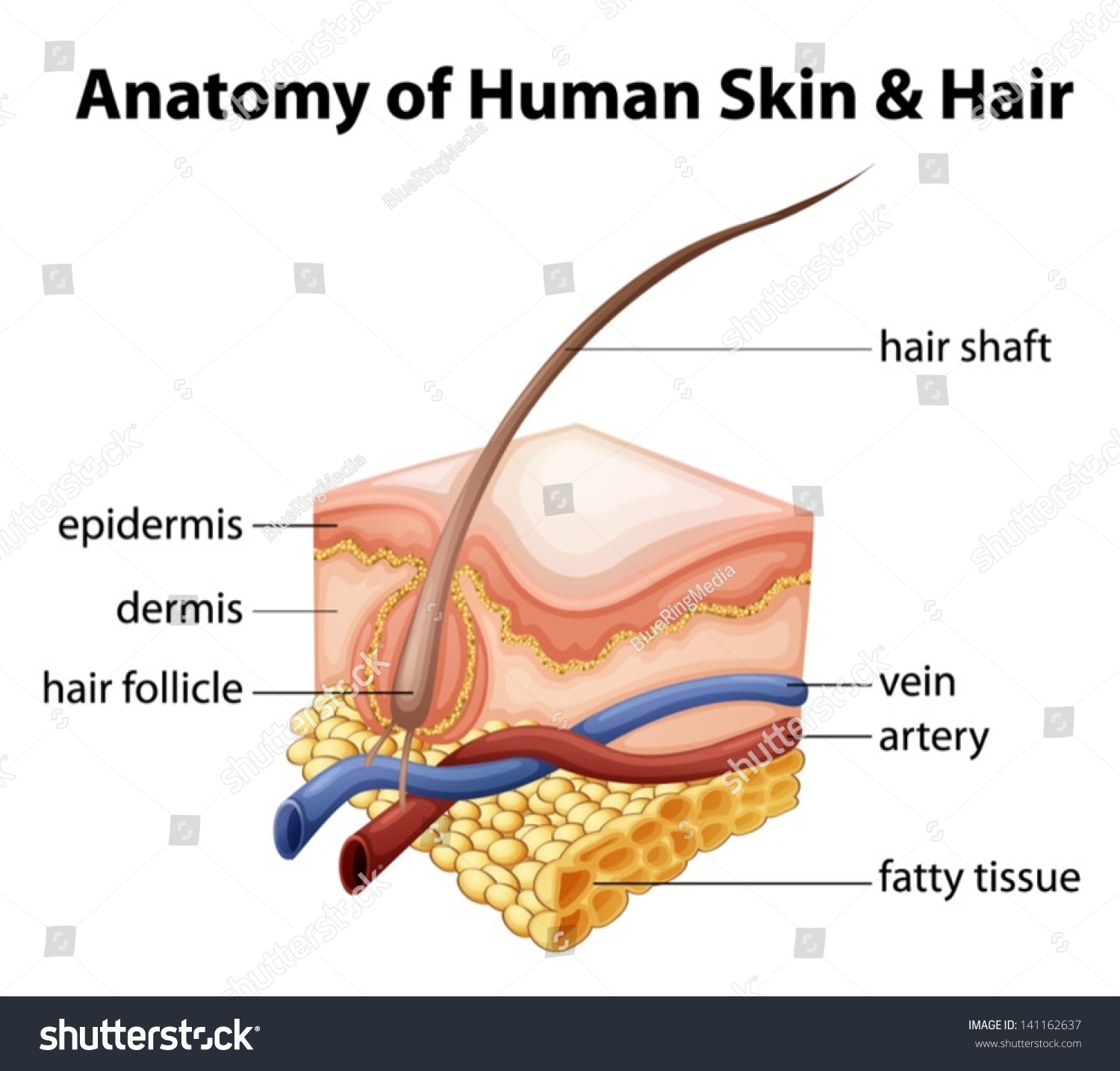 Stock Vektor Illustration Anatomy Human Skin Hair Bez Autorsk Ch