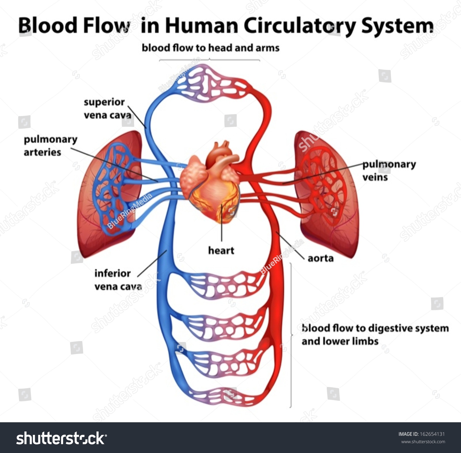 blood circulatory system essay