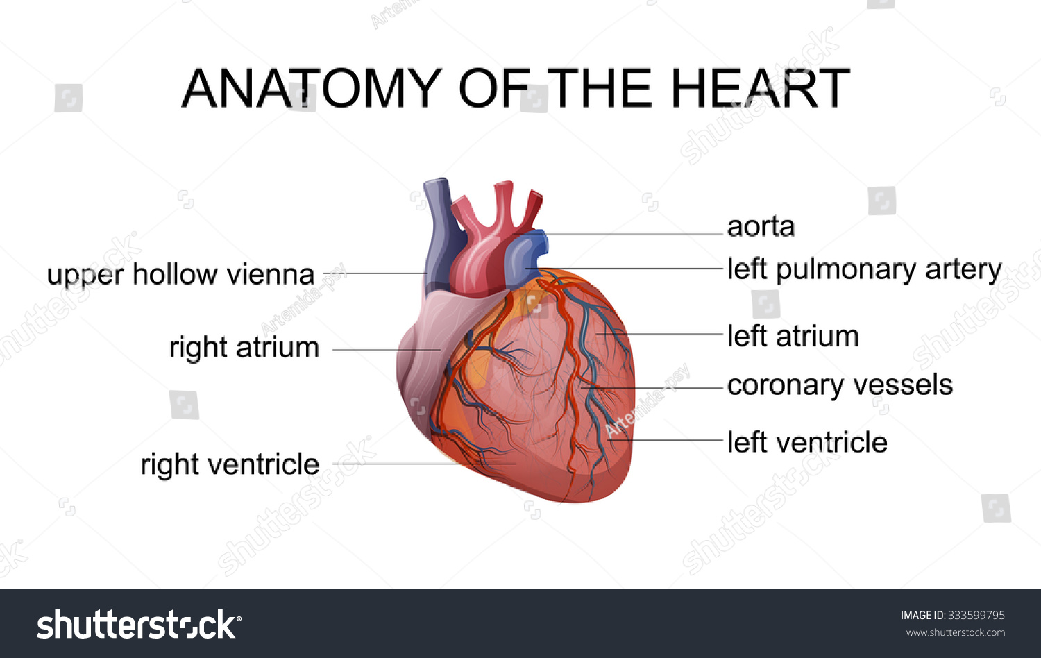 Illustration Of The Human Heart. - 333599795 : Shutterstock