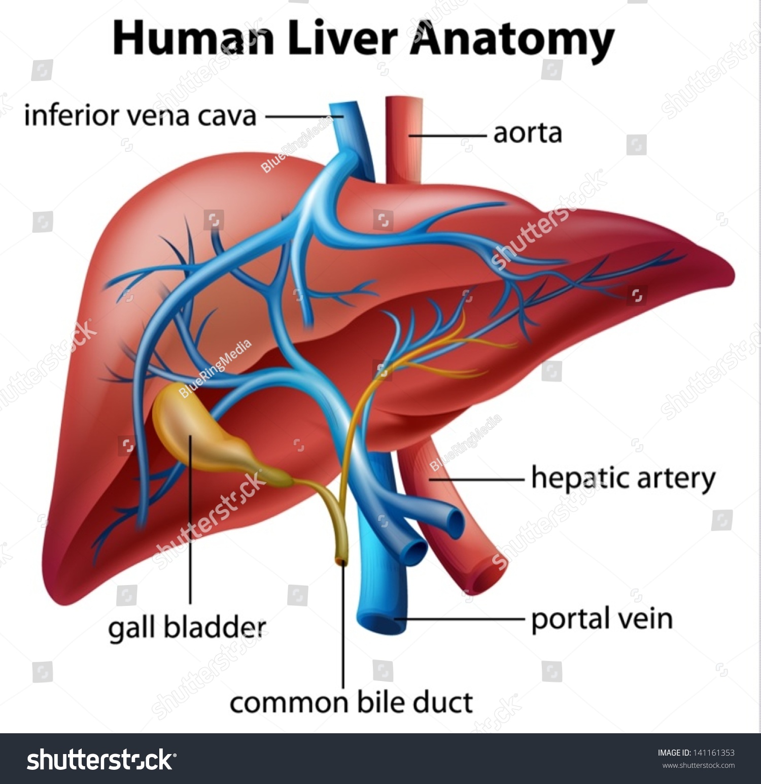 Illustration Of The Human Liver Anatomy - 141161353 : Shutterstock