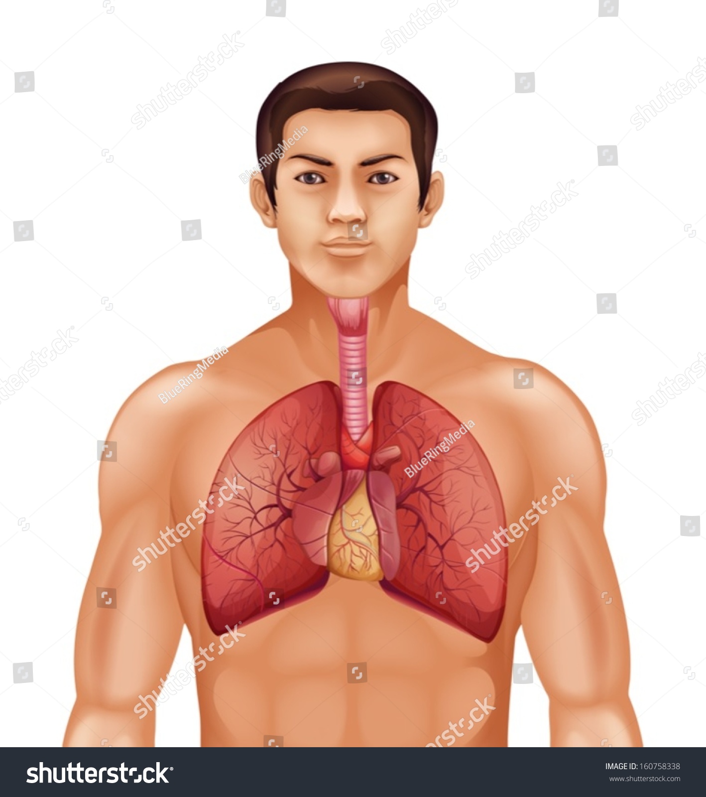 Illustration Human Respiratory System On White Stock Vector Shutterstock