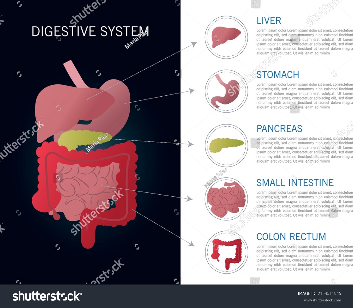 Illustration Internal Part Human Digestive System Stock Vector Royalty