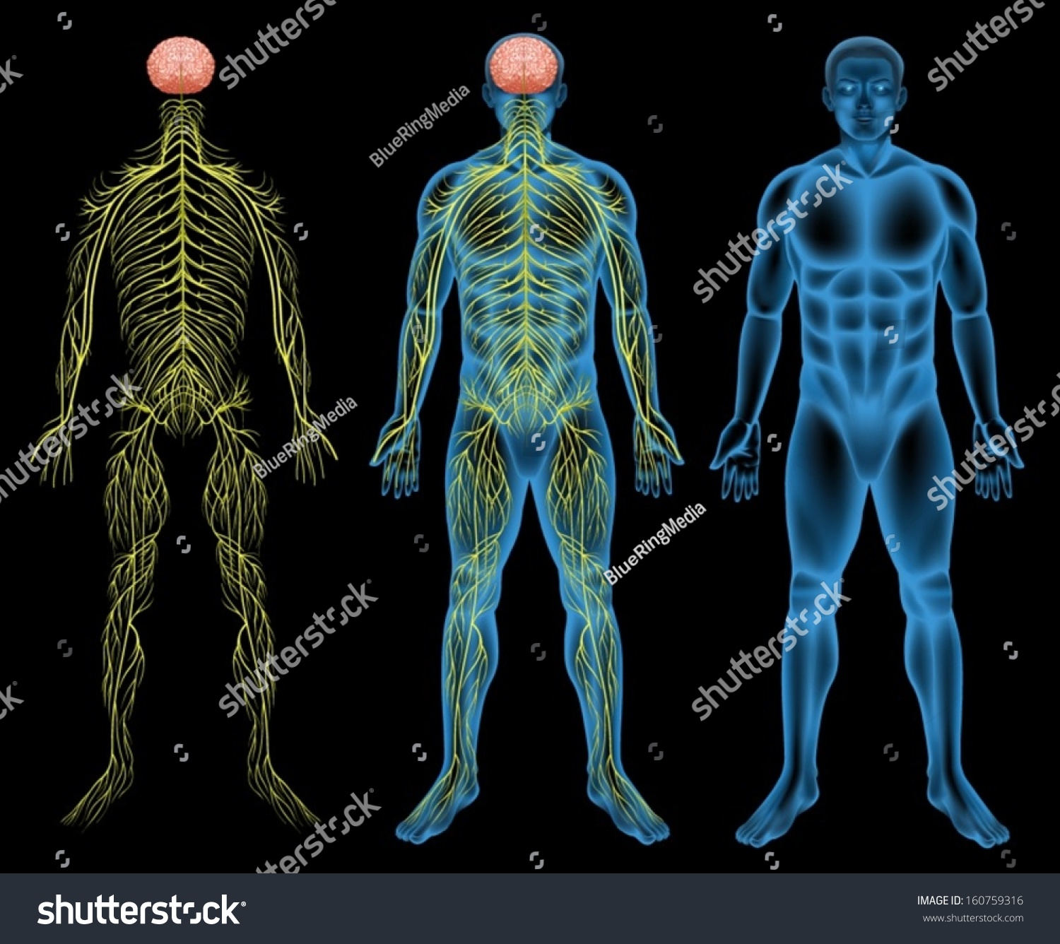 Illustration Of The Male Nervous System 160759316 Shutterstock