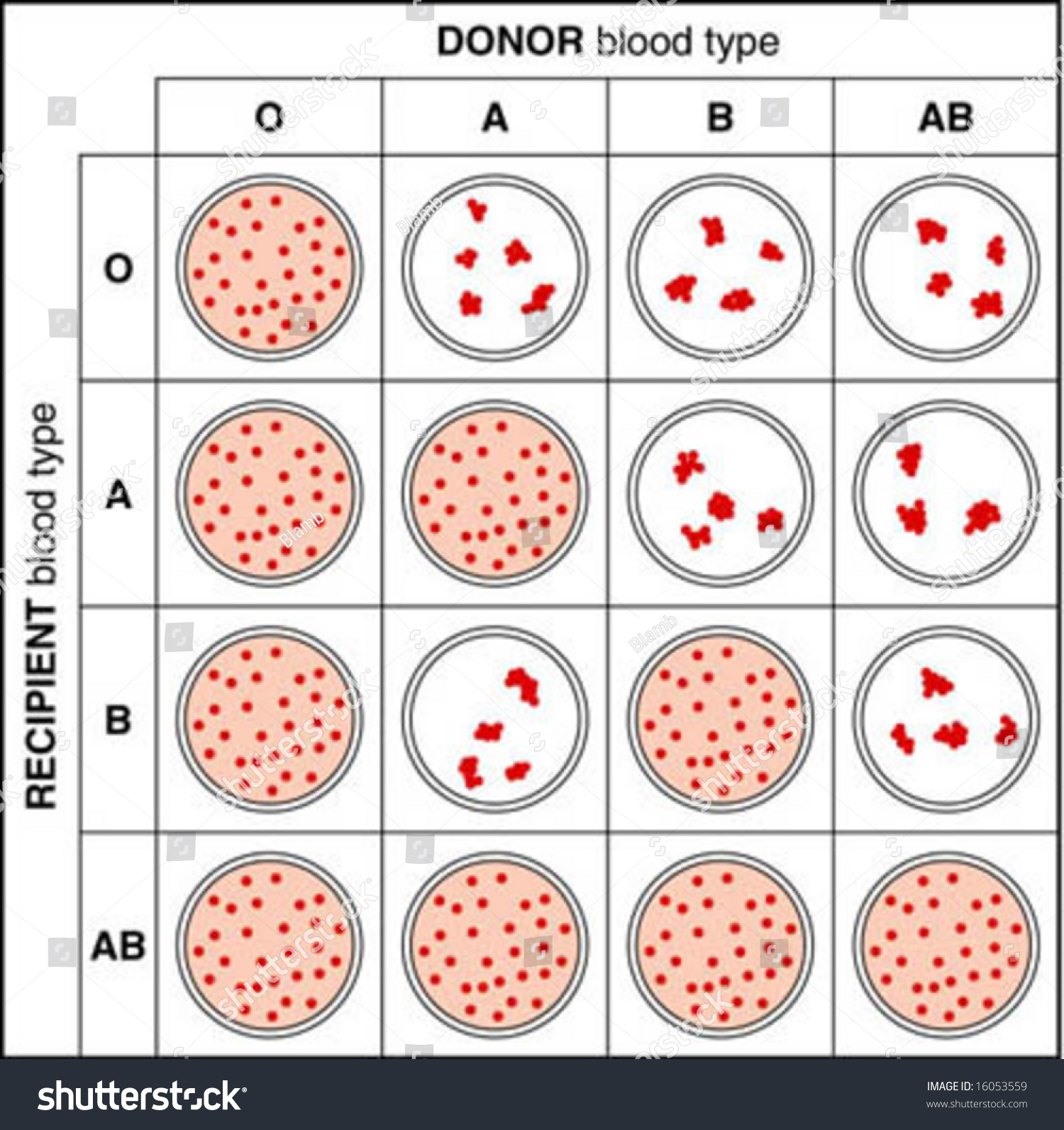 illustration-showing-blood-crossmatching-16053559-shutterstock