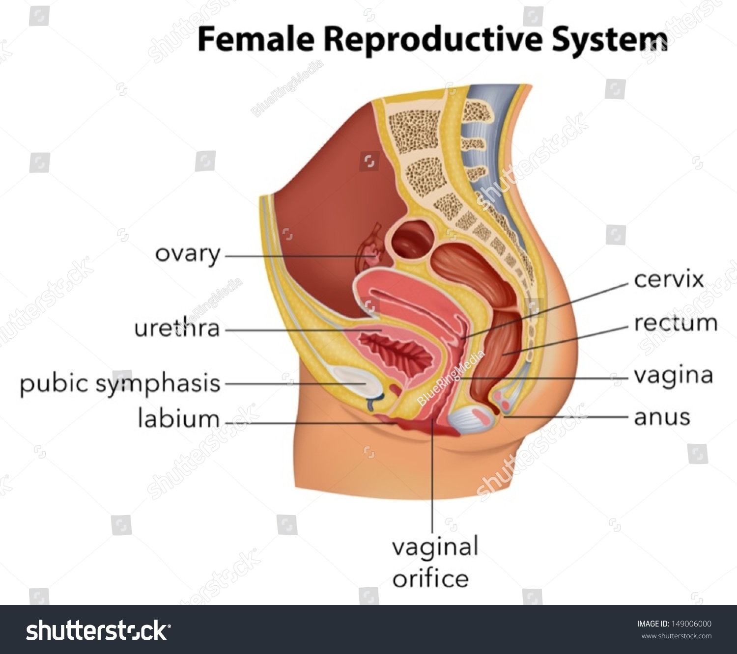 Illustration Showing Female Reproductive System Stock Vector