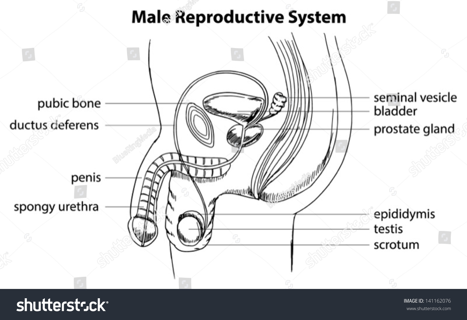 Illustration Showing Male Reproductive System Stock Vector 141162076