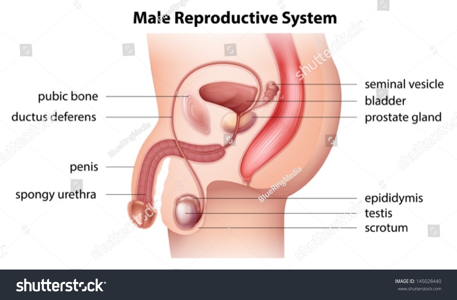 Illustration Showing The Male Reproductive System 145028440 