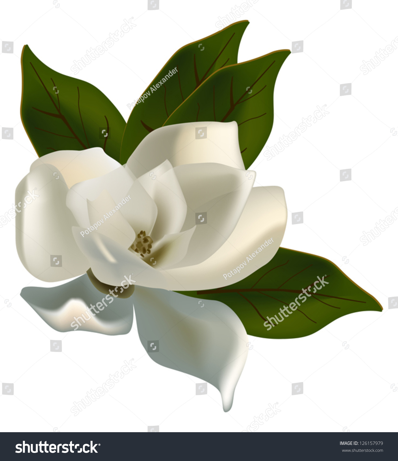 free clip art magnolia flower - photo #35