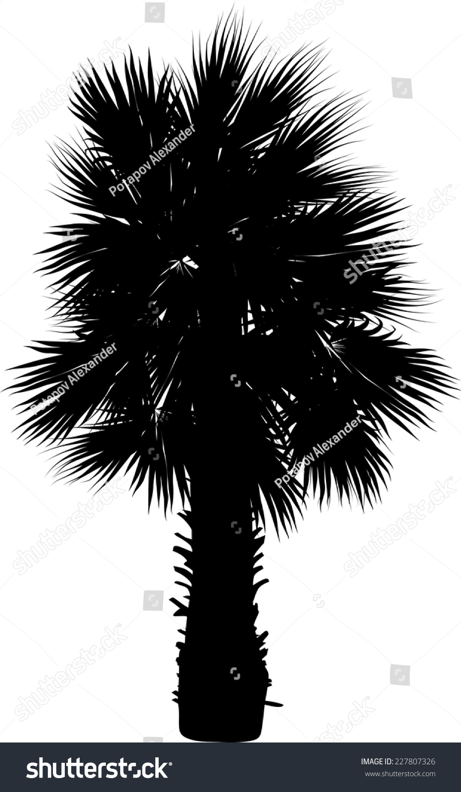 Illustration Single Palm Tree Isolated On Stock Vector 227807326