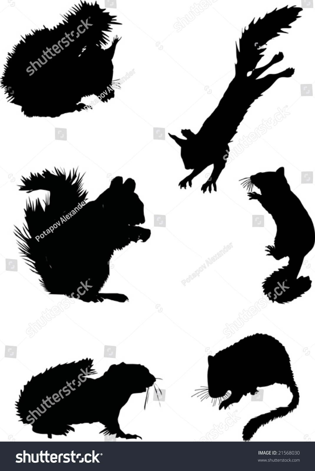 Illustration With Six Squirrel Silhouettes Isolated On White - Illustration With Six Squirrel Silhouettes Isolated On White Background Shutterstock illustration with six squirrel silhouettes isolated on white - illustration with six squirrel silhouettes isolated on white background shutterstock