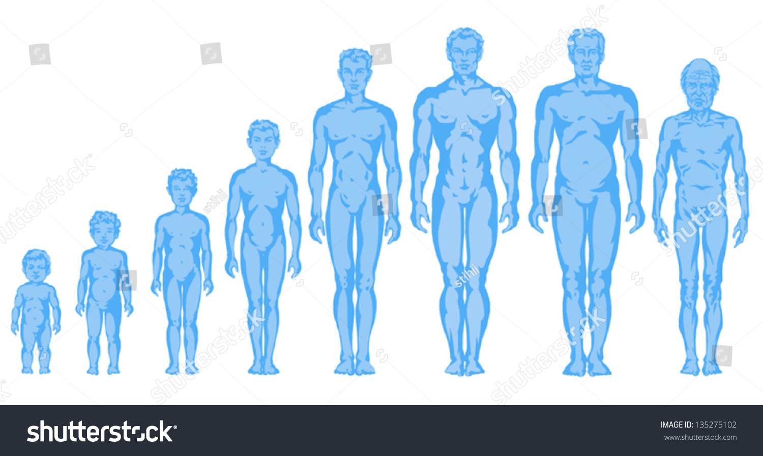 Increasing Male Body Shapes Proportions Of Man Child Adolescent Old