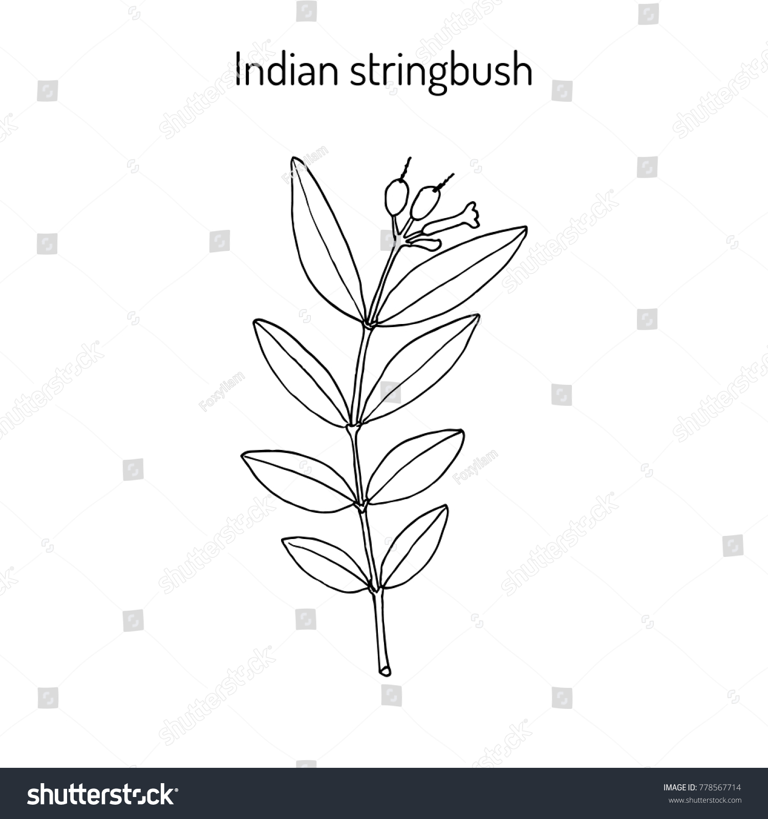 Indian Stringbush Wikstroemia Indica Tie Bush Stock Vector Royalty