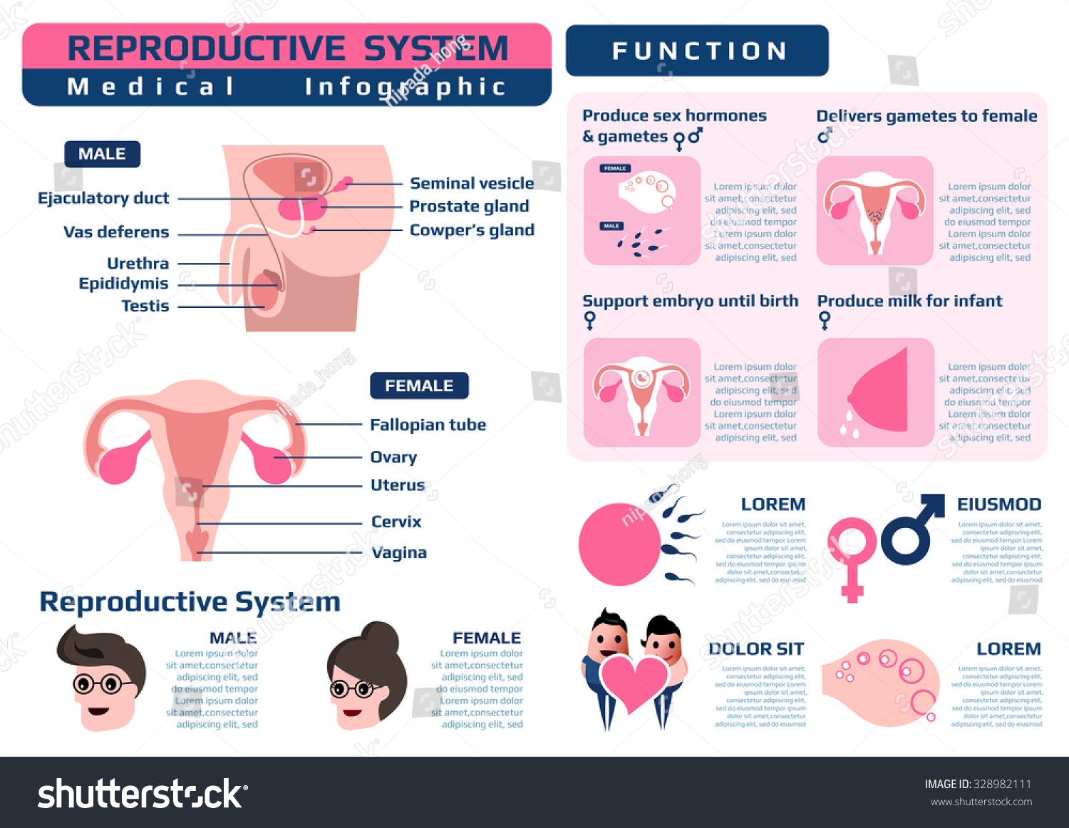 Infographic Of Function Of Reproductive System Medical Health Infographic Vector Illustration