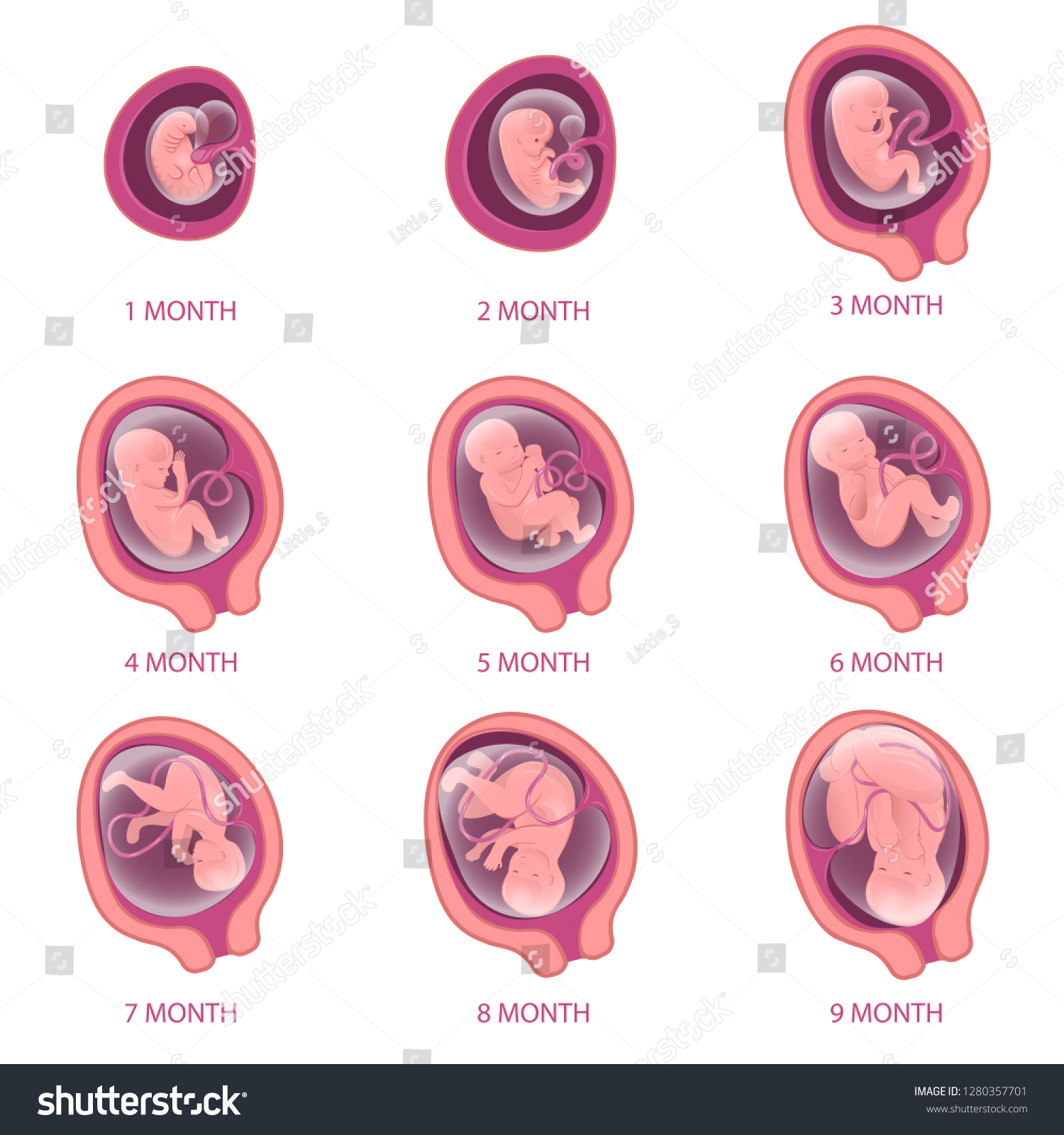 Infographics About Pregnancy Embryo Development Nine Stock Vector