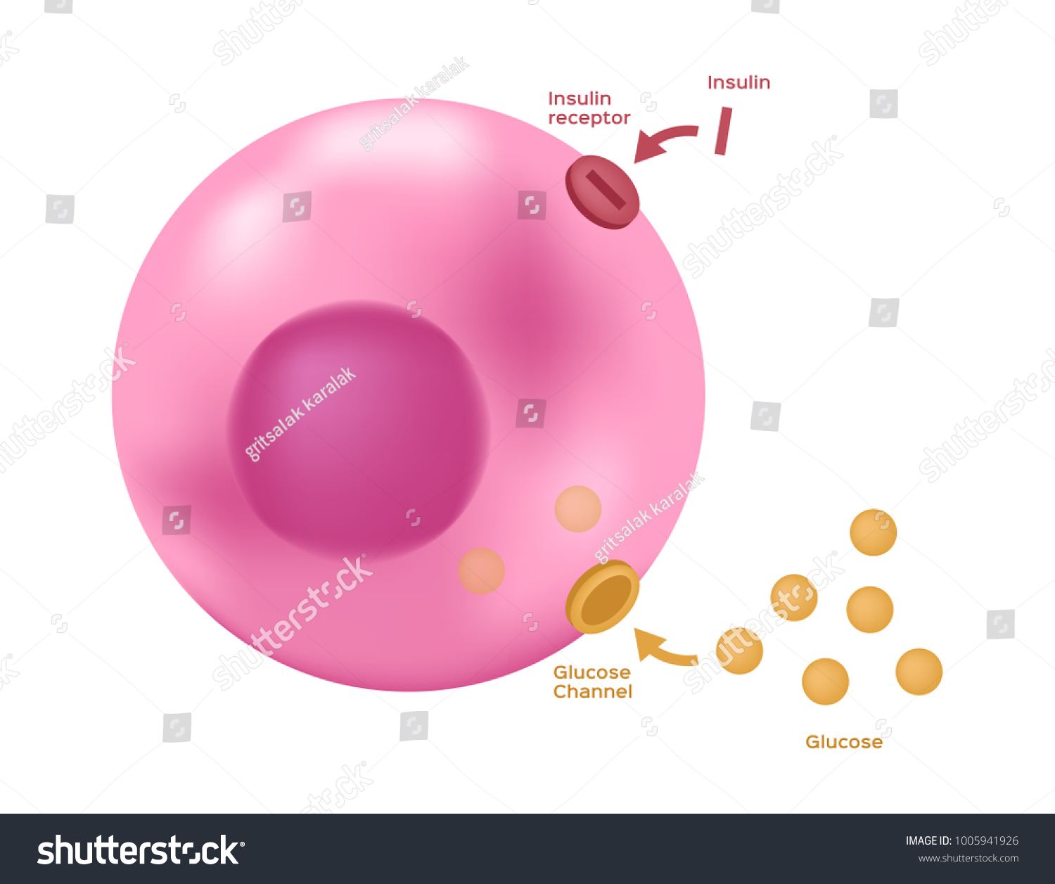 Insulin Unlocks Cells Glucose Channel Vector Stock Vector Royalty Free