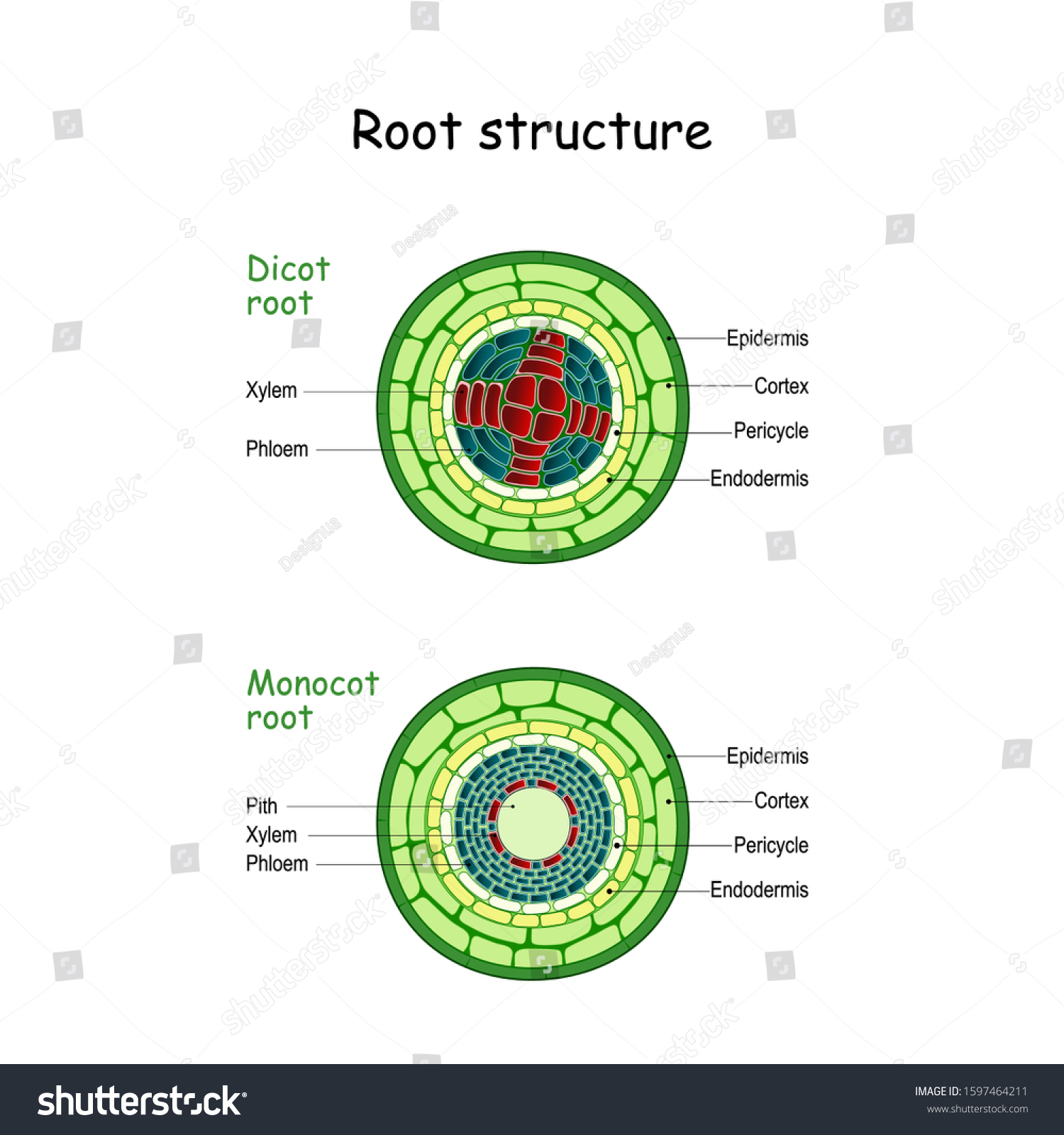 Internal Root Structure Monocot Dicot Stems 库存矢量图免版税1597464211