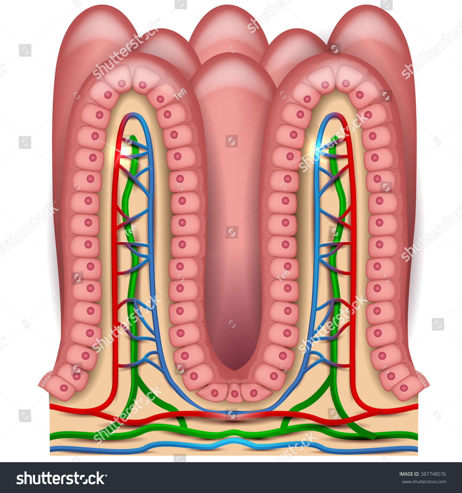 Intestinal Villi Anatomy Epithelial Cells With Microvilli And Capillary Network Detailed