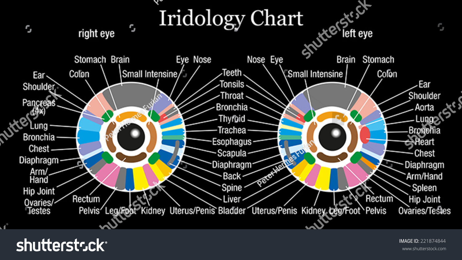 Iridology Or Iris Diagnostic Chart With Accurate Description Of The ...