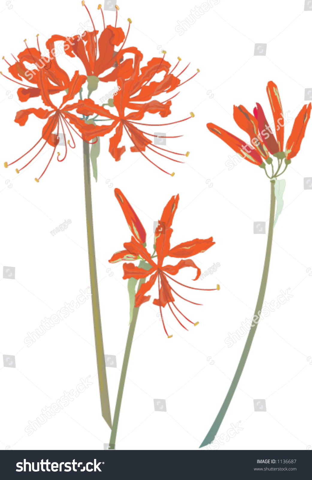 Japanese Flower Stock Vector Illustration 1136687 : Shutterstock