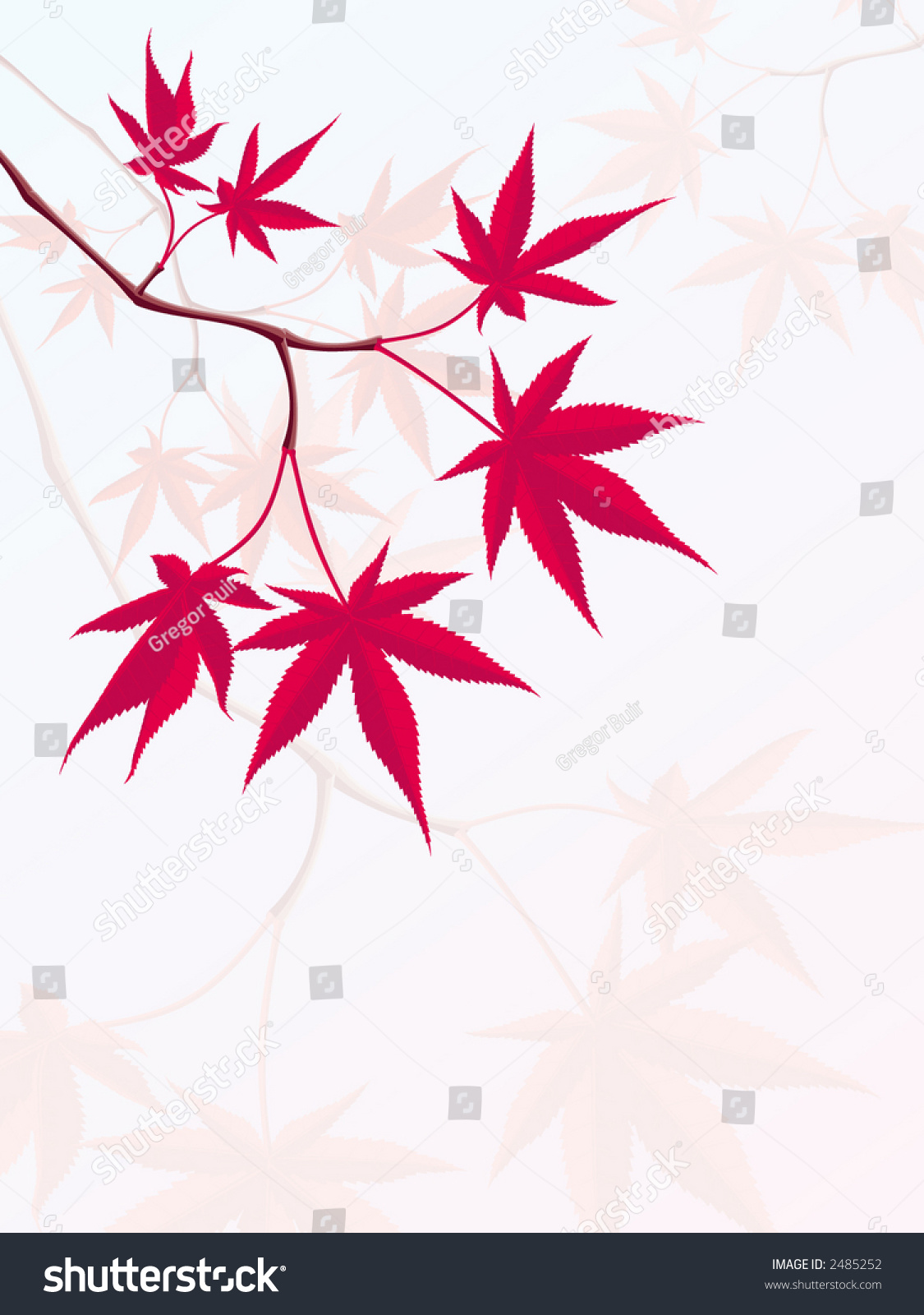 Japanese Maple Stock Vector Illustration 2485252 : Shutterstock