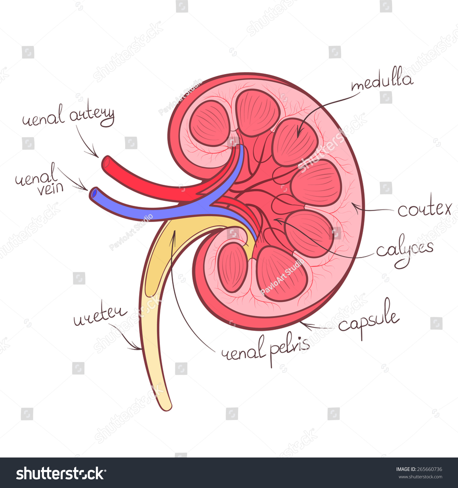 Kidney Anatomy Color Outline Vector Illustration Stock Vector 265660736