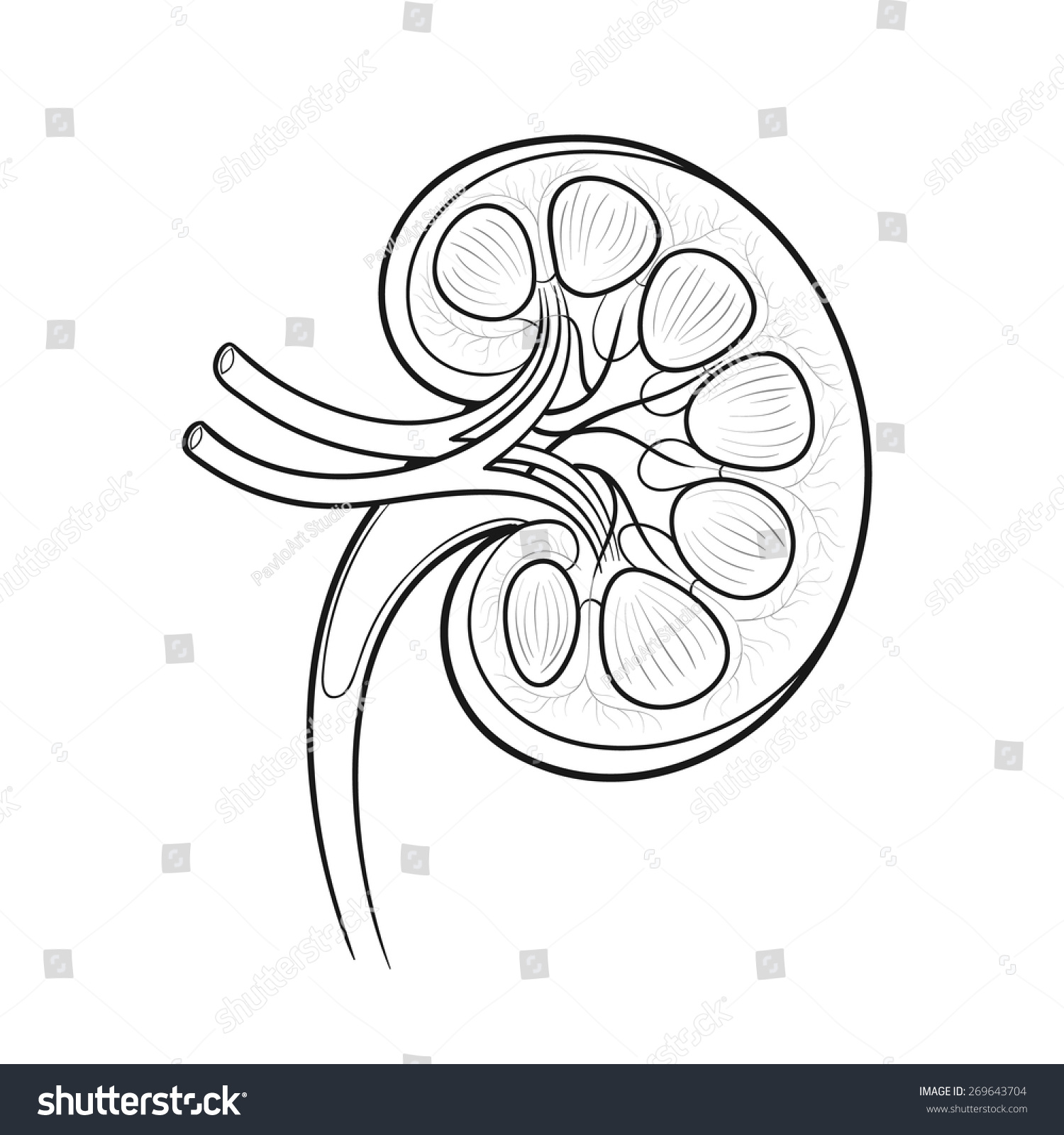 Kidney Anatomy Outline Vector Illustration Stock Vector 269643704