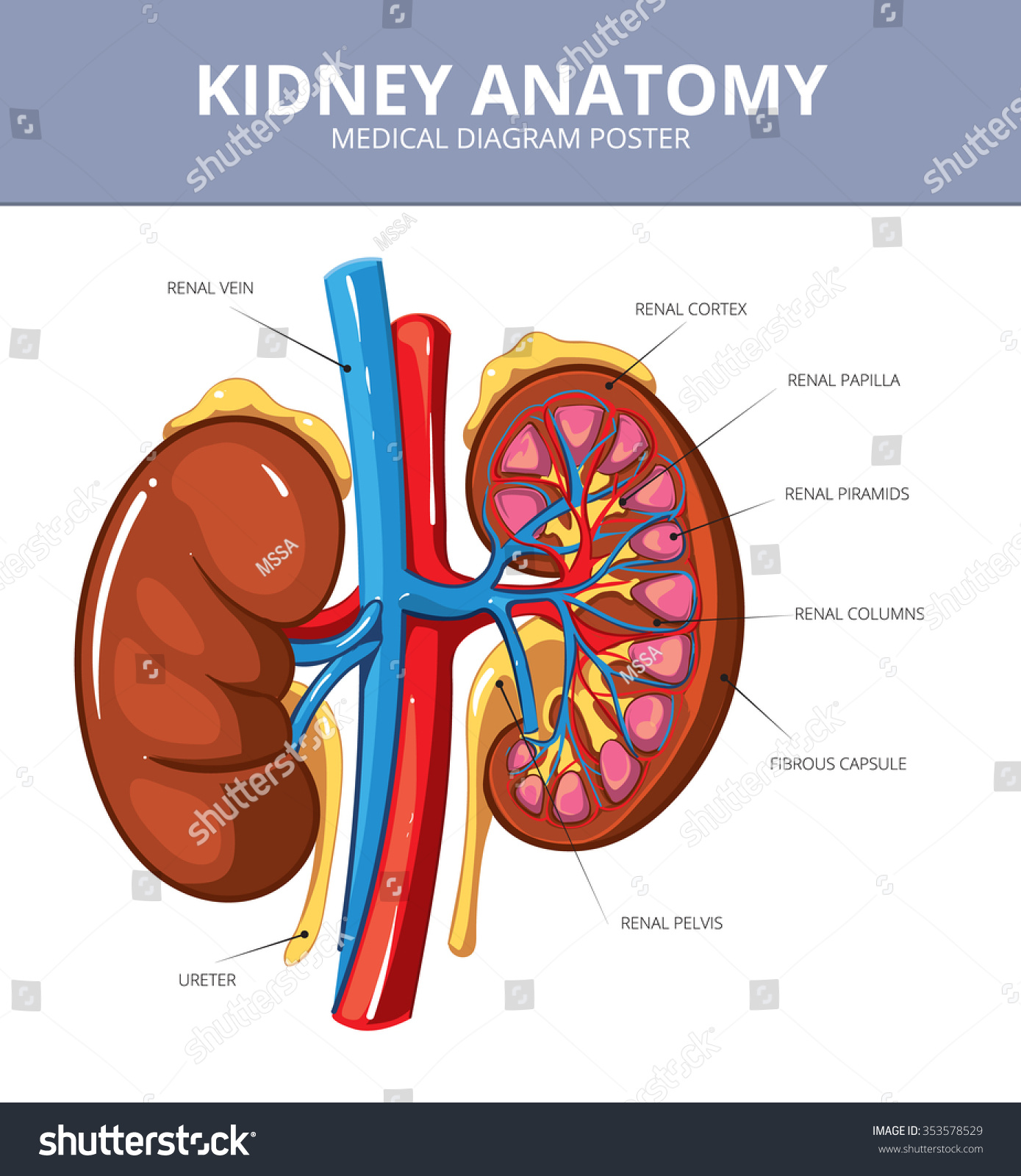 Kidney Medical Vector Diagram Poster  Internal Organ