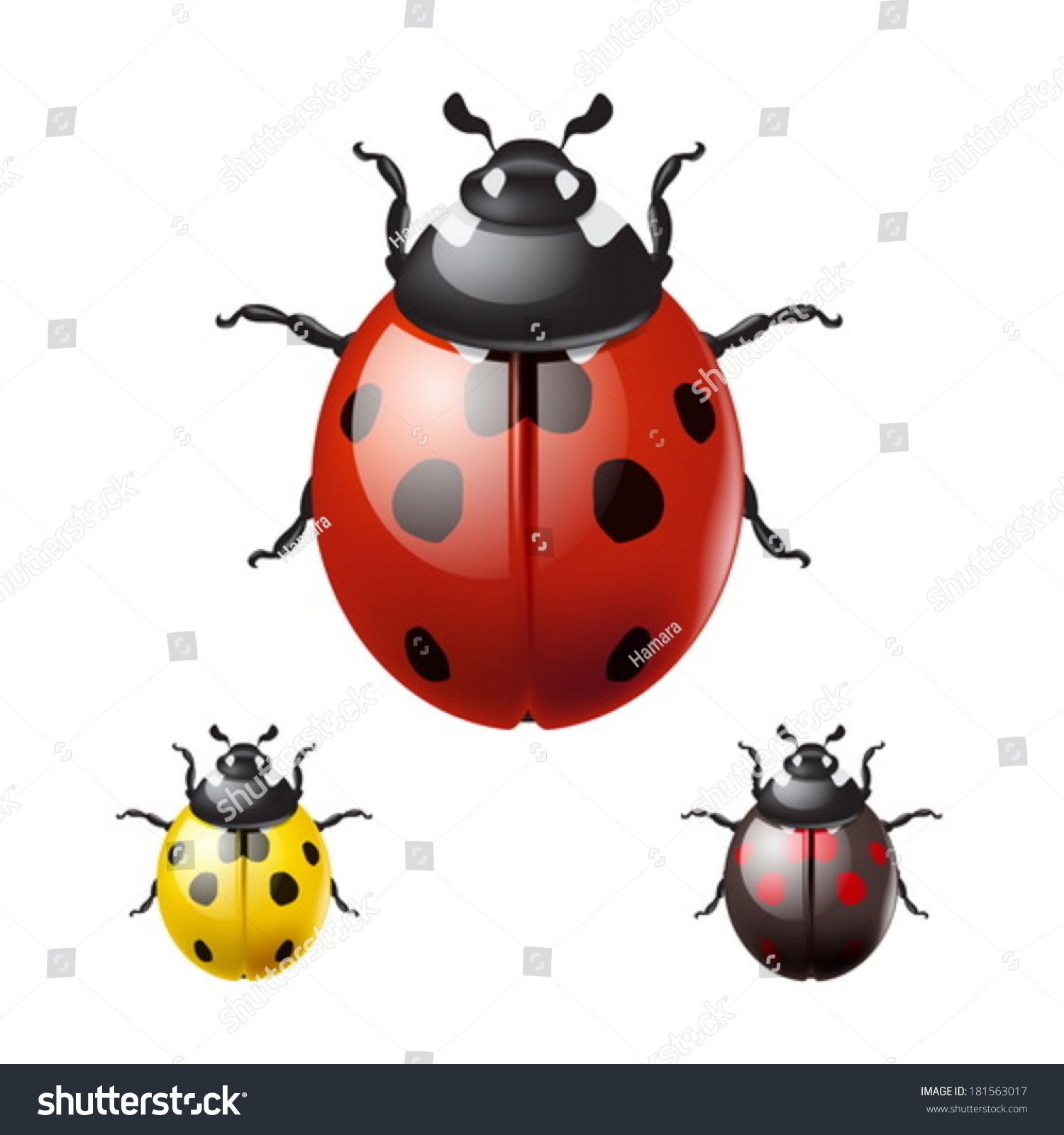 Ladybug Isolated On White Background. Eps10 Vector. - 181563017