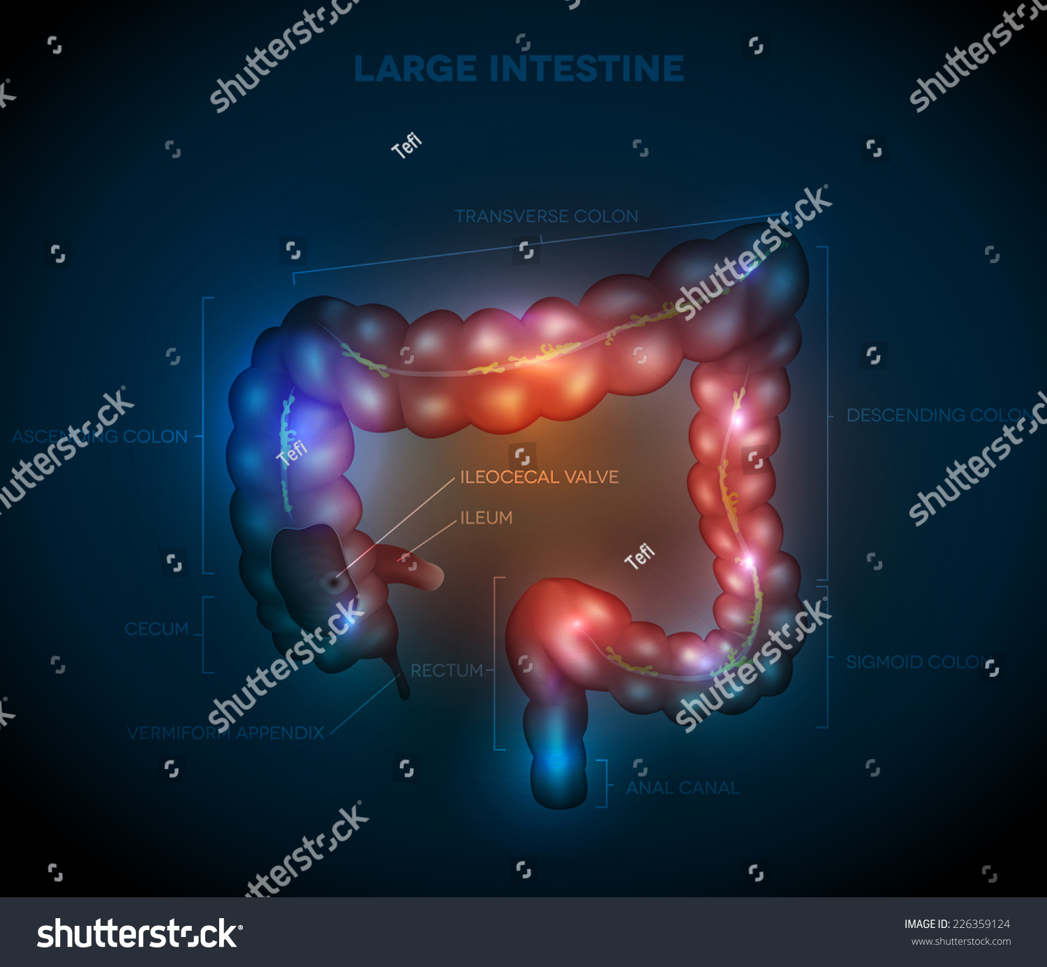 Large Intestine Abstract Blue Design. Detailed Illustration Of Colon