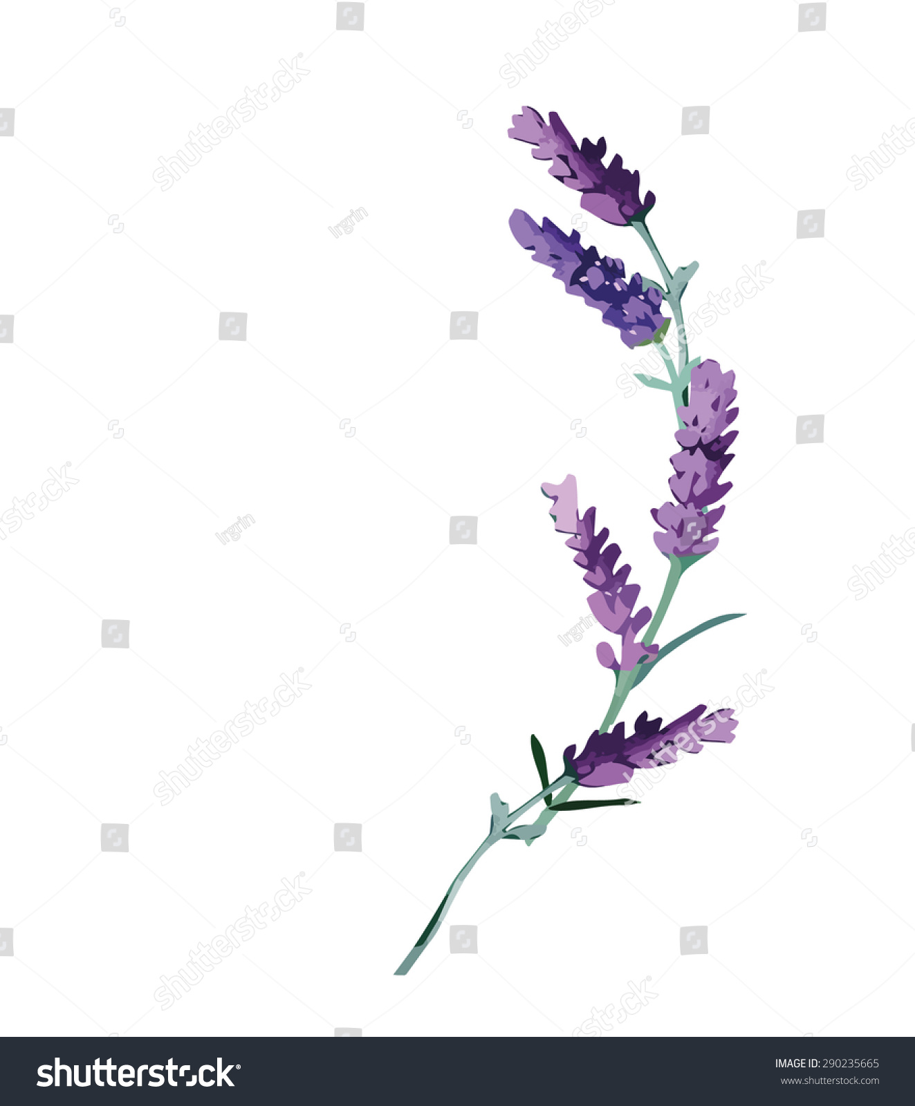 Lavender Flower Stock Vector 290235665 - Shutterstock
