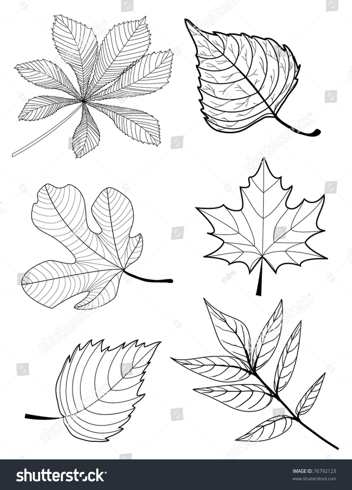 Leaves Sketch - Collection Stock Vector Illustration 76792123 