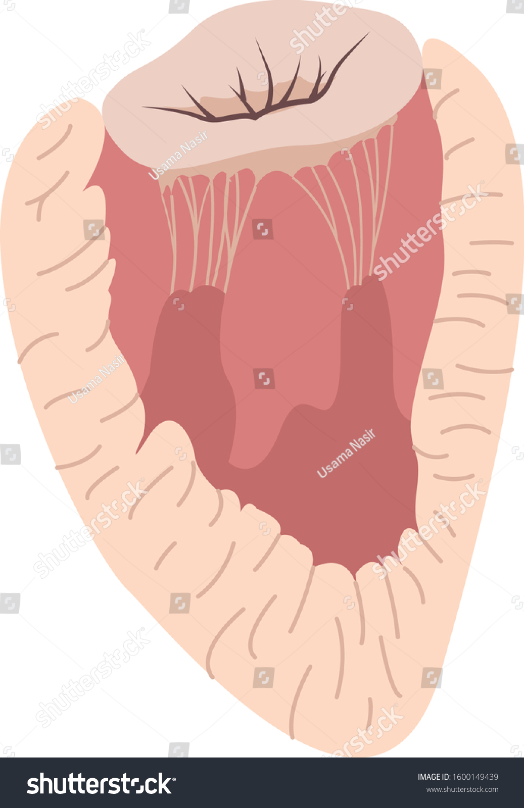 Left Ventricle Mitral Valve Illustration Papillary Stock Vector