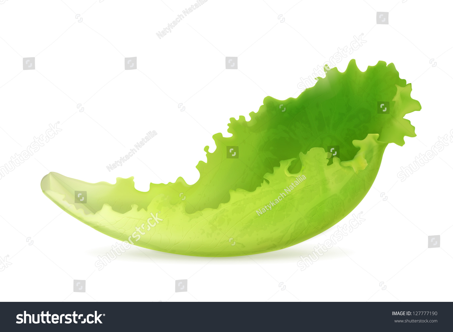 Lettuce, Vector - 127777190 : Shutterstock