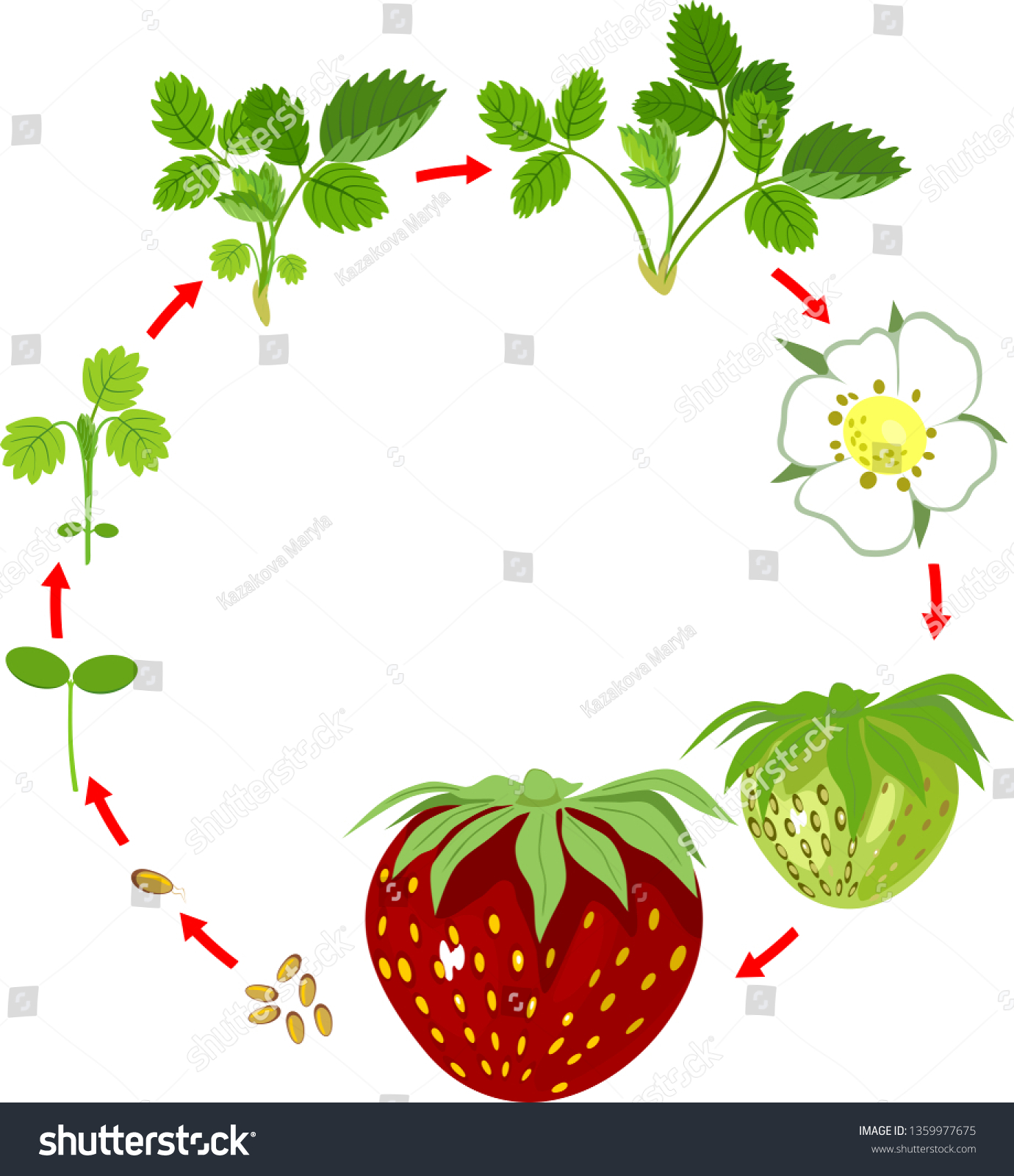 Life Cycle Strawberry Plant Growth Stage 库存矢量图免版税1359977675