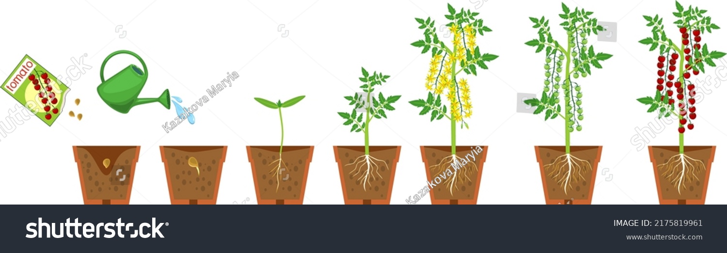 Life Cycle Tomato Plant Growth Stages Stock Vector Royalty Free