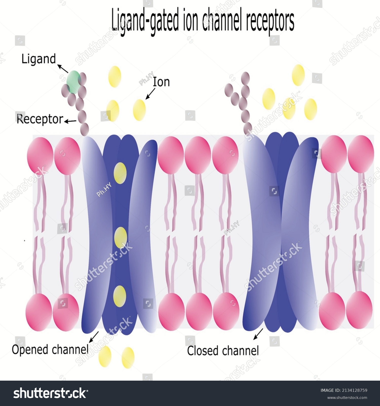 Ligand Gated Ion Channel Receptors Mechanism Stock Vector Royalty Free