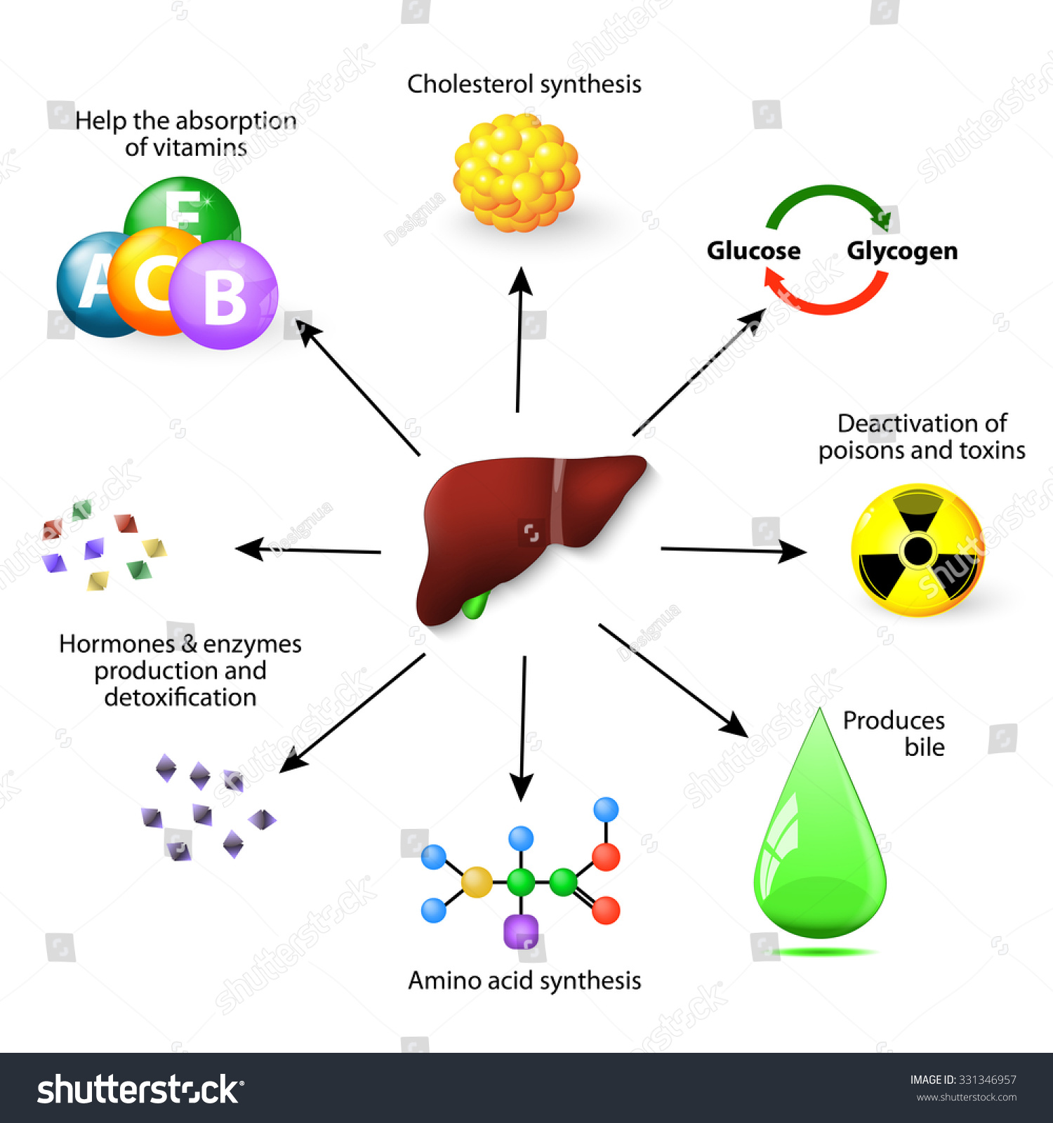 protein sythesis in humans protein sythesis in humans