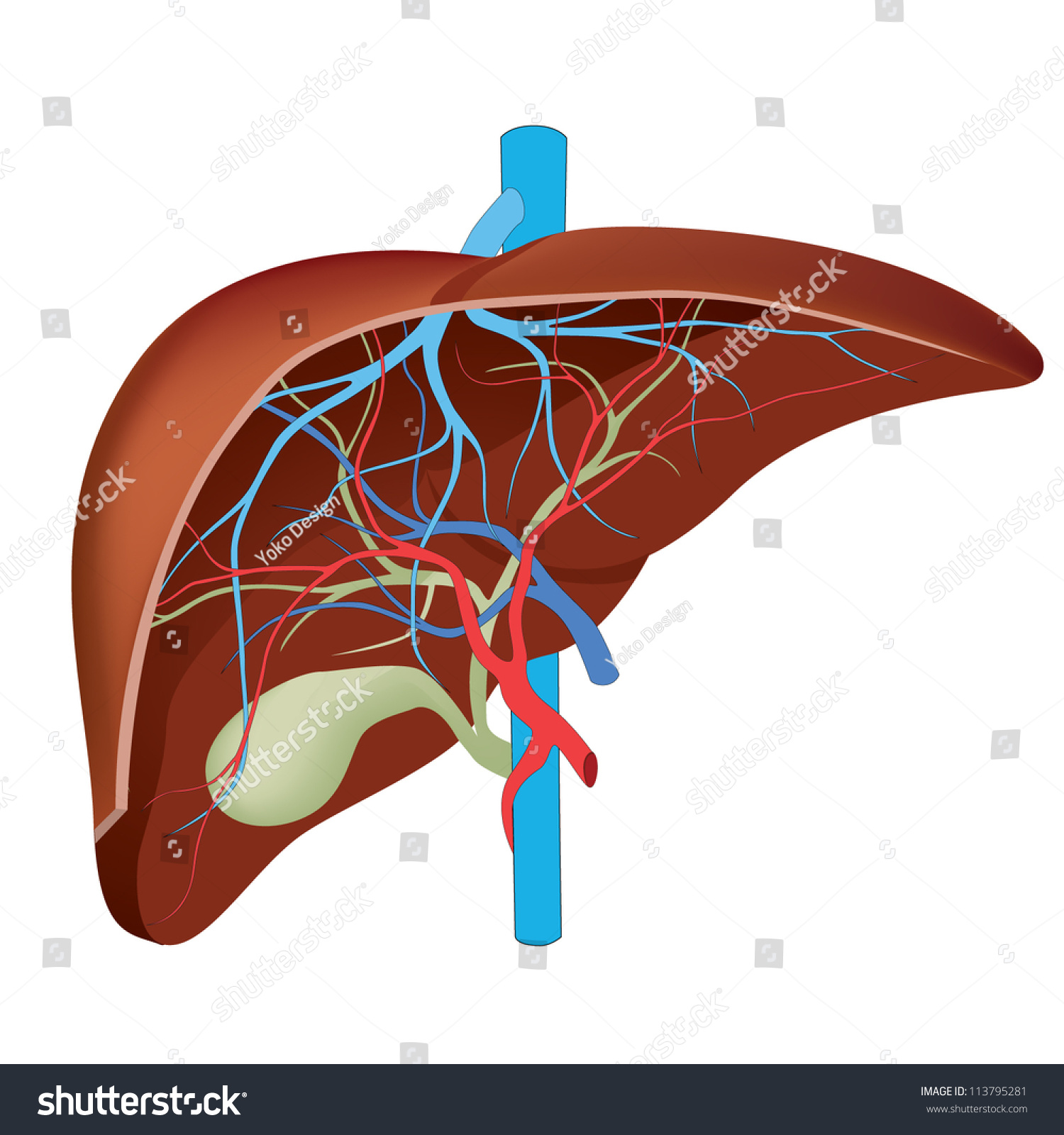 Liver. Structure Of The Human Liver. Scientifically Accurate. Stock