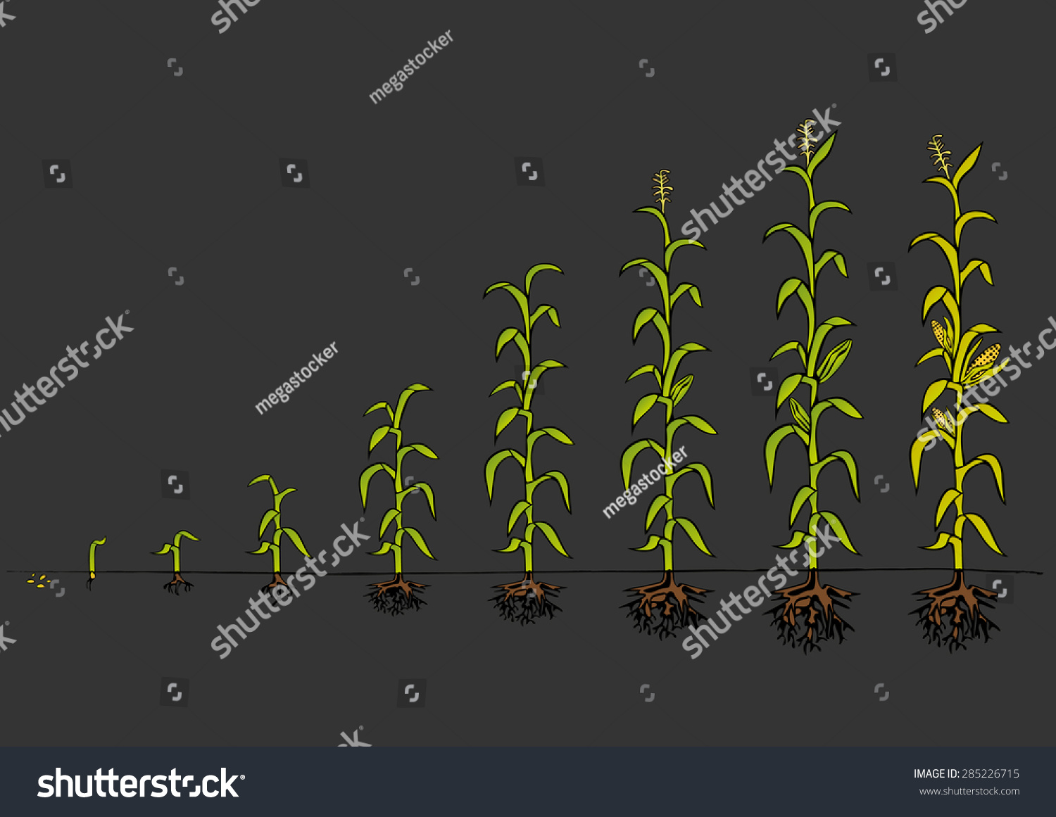 Maize Development Diagram Stages Growth Stock Vector 285226715