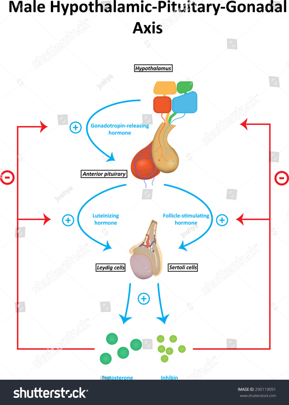 Male Hypothalamic Pituitary Gonadal Axis Labeled Diagram Stock Vector