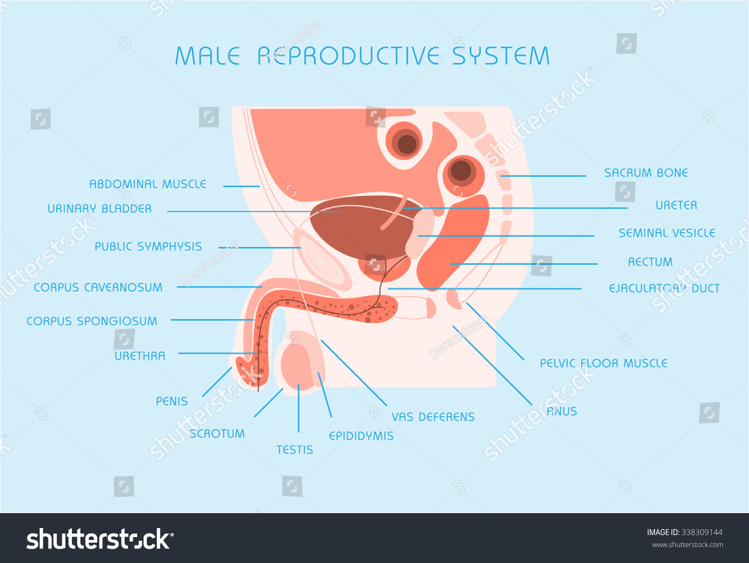 Male Reproductive System Vector Illustration 338309144
