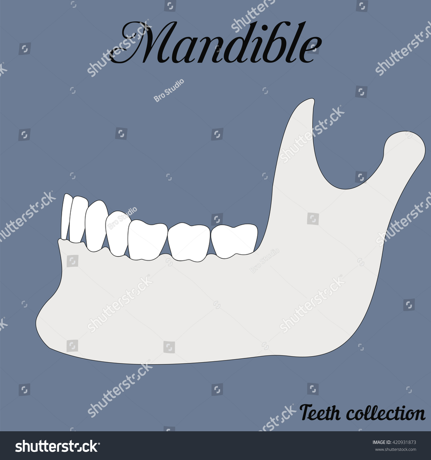 mandible bite closure of teeth incisor canine premolar molar upper and lower jaw Vector illustration for print or design of the dental clinic mandible bite closure of teeth incisor canine premolar molar upper and lower jaw Vector illustration for print or design of the dental clinic