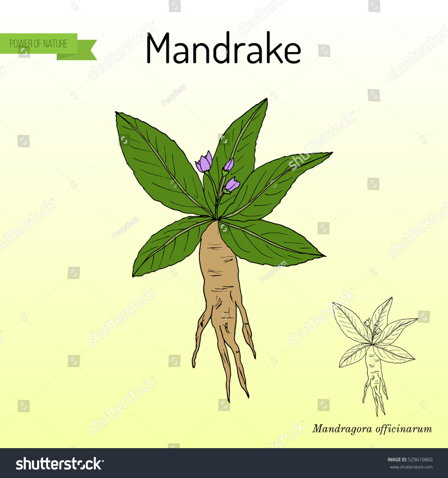 Mandrake Root Mandragora Officinarum Hand Drawn Stock Vector Royalty